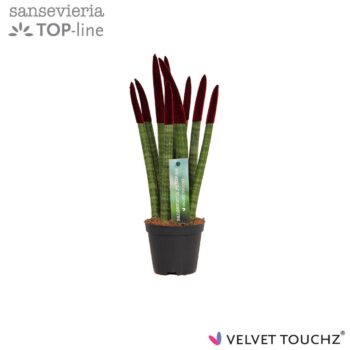 Sansevieria Velvet Bordeaux