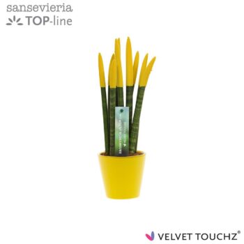 Sansevieria VELVET TOUCHZ® geel In keramiek R'dam