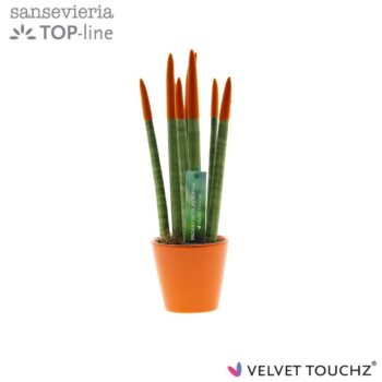 Sansevieria VELVET TOUCHZ® Oranje In keramiek R'dam