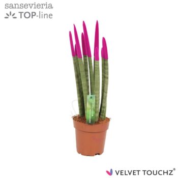 Sansevieria Velvet Fuchsia