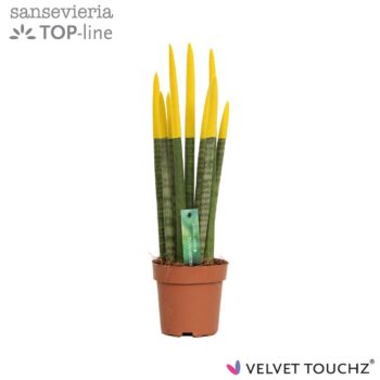 Sansevieria Velvet Yellow