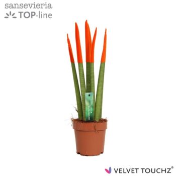 Sansevieria Velvet Orange