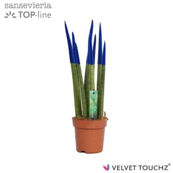 Sansevieria Velvet Blue