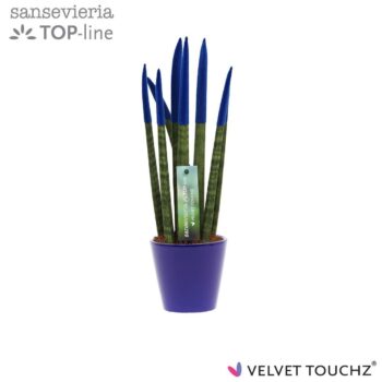 Sansevieria VELVET TOUCHZ® Blauw In keramiek R'dam