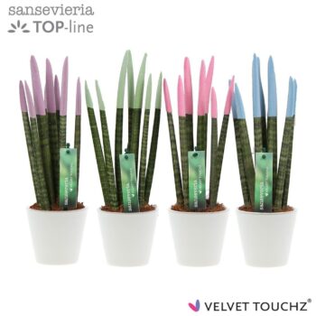 Sansevieria VELVET TOUCHZ® Pastel mix In keramiek R'dam