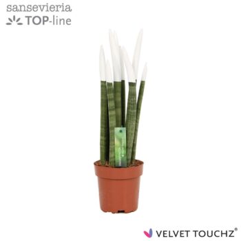 Sansevieria Velvet White