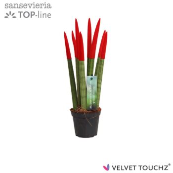 Sansevieria Velvet Red