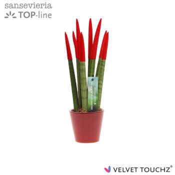 Sansevieria VELVET TOUCHZ® Rood In keramiek R'dam