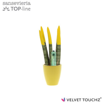 Sansevieria VELVET TOUCHZ® geel in keramiek Osaka