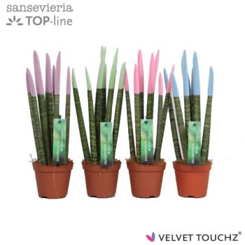 Sansevieria Velvet Pastel Mix