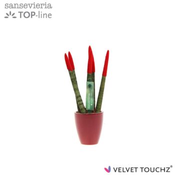 Sansevieria VELVET TOUCHZ® Rood in keramiek Osaka