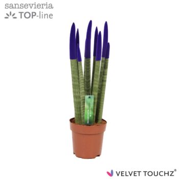 Sansevieria Velvet Purple
