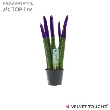 Sansevieria Velvet Purple