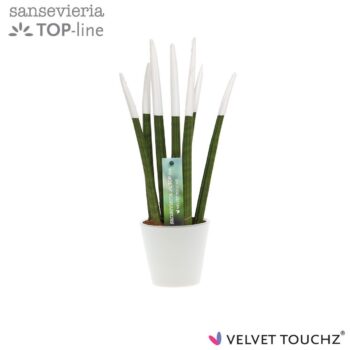 Sansevieria VELVET TOUCHZ® Wit In keramiek R'dam