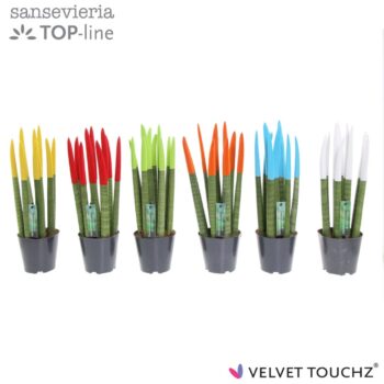 Sansevieria Velvet Mix