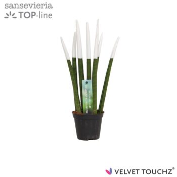 Sansevieria Velvet White