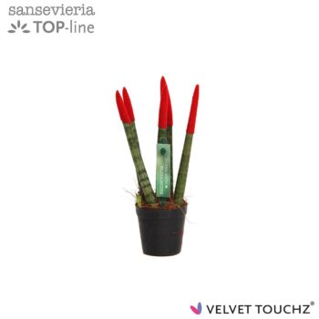 Sansevieria Velvet Red