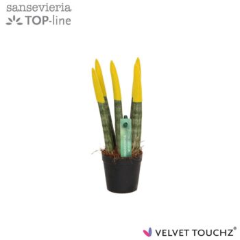 Sansevieria Velvet Yellow