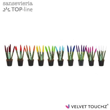 Sansevieria Velvet Mix