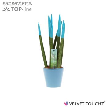 Sansevieria VELVET TOUCHZ® Aqua In keramiek R'dam