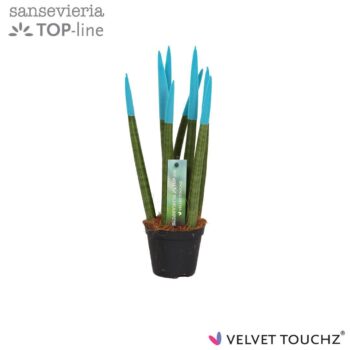 Sansevieria Velvet Aqua
