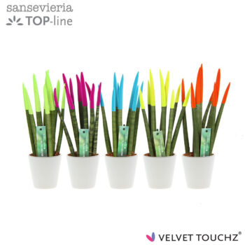 Sansevieria VELVET TOUCHZ® Ibiza In keramiek R'dam