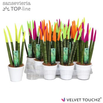 Sansevieria VELVET TOUCHZ® Neon mix in keramiek R'dam Wit