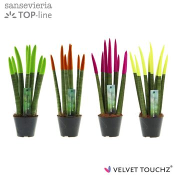 Sansevieria Velvet Neon mix
