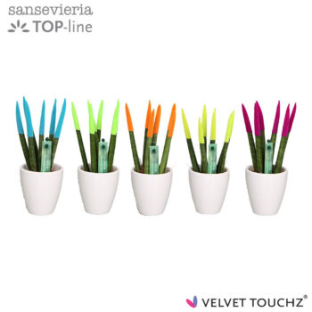 Sansevieria VELVET TOUCHZ® Mix Ibiza in keramiek Osaka