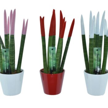Sansevieria VELVET TOUCHZ® Women mix In keramiek R'dam