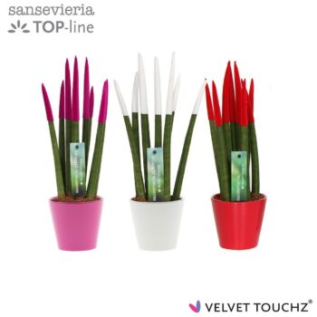 Sansevieria VELVET TOUCHZ® Tainted Love In keramiek R'dam