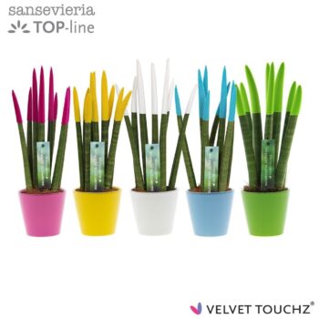 Sansevieria VELVET TOUCHZ® Colourfull Easter In keramiek R'dam