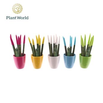 Sansevieria VELVET TOUCHZ® Colourfull Easter mix in keramiek Osaka