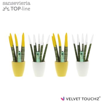 Sansevieria VELVET TOUCHZ® Classic Easter mix in keramiek Osaka