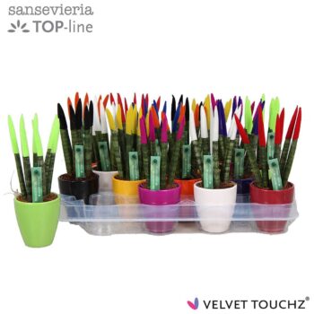 Sansevieria VELVET TOUCHZ® Mix in keramiek Osaka