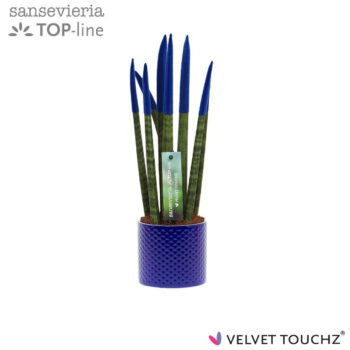 Sansevieria VELVET TOUCHZ® Blauw met dots keramiek