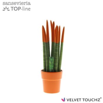 Sansevieria VELVET TOUCHZ® Oranje in keramiek Edel