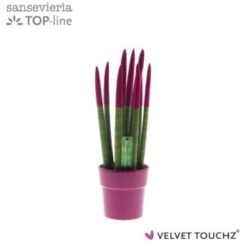 Sansevieria VELVET TOUCHZ® Fuchsia in keramiek Edel