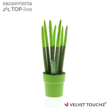 Sansevieria VELVET TOUCHZ® Groen in keramiek Edel