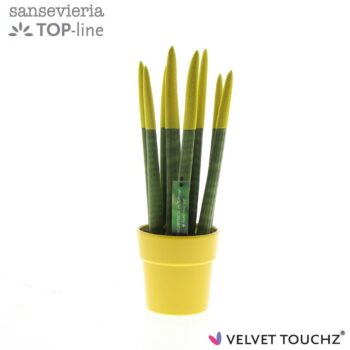 Sansevieria VELVET TOUCHZ® Geel in keramiek Edel