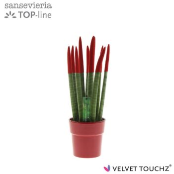 Sansevieria VELVET TOUCHZ® Rood in keramiek Edel