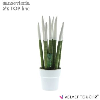 Sansevieria VELVET TOUCHZ® Wit in keramiek Edel