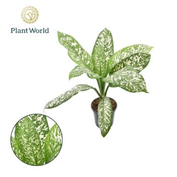 Dieffenbachia White Etna