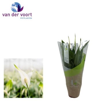 Spathiphyllum Chopin