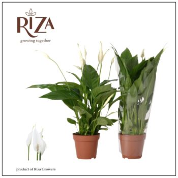 Spathiphyllum Torelli