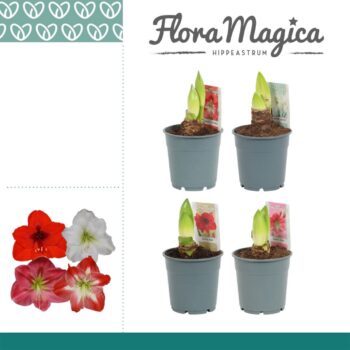 Hippeastrum Mix 2 Knop