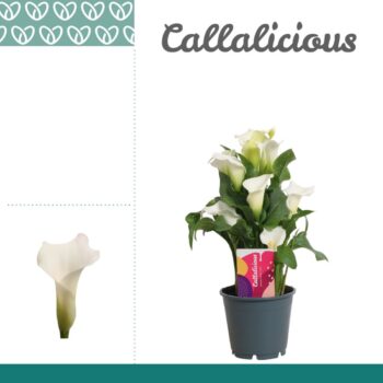 Zantedeschia White