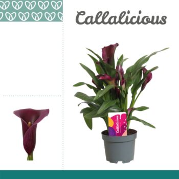 Zantedeschia Purple
