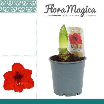 Hippeastrum Royal Red 2 Knop