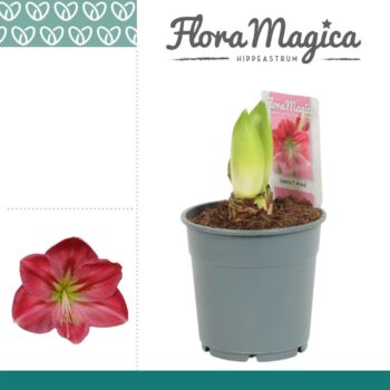 Hippeastrum Sweet Pink 2 Knop